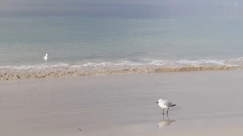Tranquil waves lapping on the beach and seagulls Stock Footage 111892981