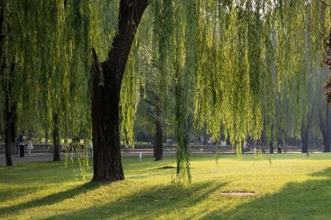Tranquil Weeping Willows Bathed in Sunlight Stock Photos
