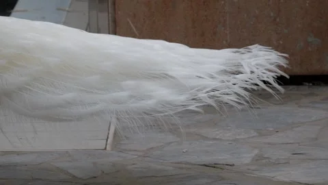 Tranquil White Bird Feathers at Huerto del Cura, Elche Botanic Garden Stock Footage 328698236