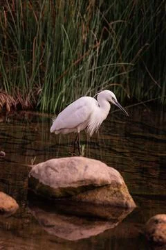 Tranquil White Heron Standing Gracefully by Riverbank Stock Photos