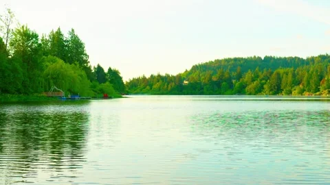 Tranquil wide lake view framed by a dense green evergreen forest Stock Footage 341981093
