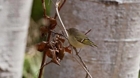 Tranquil Wilderness Portrait of a Ruby-Crowned Kinglet in Its Habitat Stock Photos