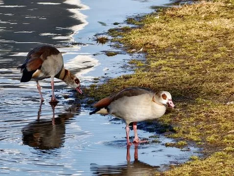 Tranquil wildlife scene capturing two Egyptian geese amid warm light and lo.. Photos