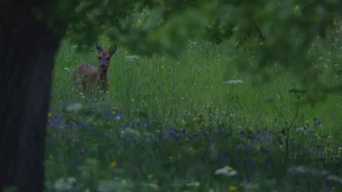 Tranquil wildlife scene with roe deer grazing in a flower-filled meadow at twili 스톡 동영상 330948792