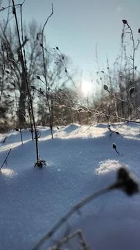 Tranquil winter close-up of dry withered plants and seed heads protruding f.. Fotos de archivo