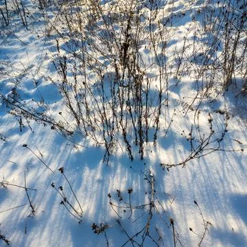 Tranquil winter close-up of dry withered plants and seed heads protruding fro Fotos de archivo