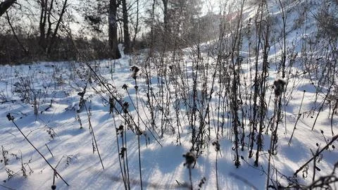 Tranquil winter close-up of dry withered plants and seed heads protruding f.. Fotos de archivo