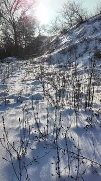 Tranquil winter close-up of dry withered plants and seed heads protruding f.. Fotos de archivo