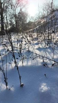 Tranquil winter close-up of dry withered plants and seed heads protruding f.. Fotos de archivo