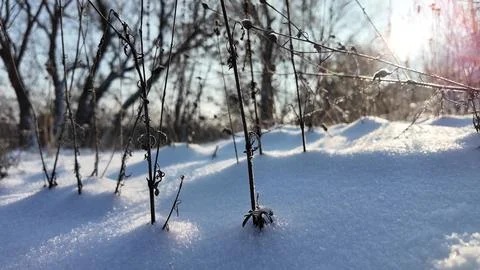 Tranquil winter close-up of dry withered plants and seed heads protruding f.. Fotos de archivo