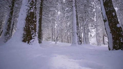 Tranquil winter day in pine forest Video stock 169011652