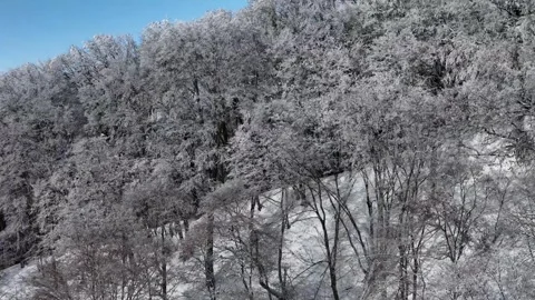 Tranquil Winter Drone Shot Over Sabaduri Forest Stock Footage 295511298