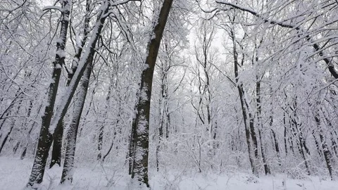 A tranquil winter forest blanketed in fresh snow.  Stock Footage 321837462