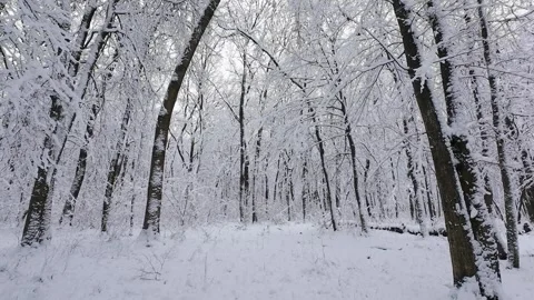 A tranquil winter forest covered in fresh snow.  Stock Footage 321837465