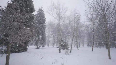 Tranquil Winter Forest with Falling Snow | HLG Video stock 302487009