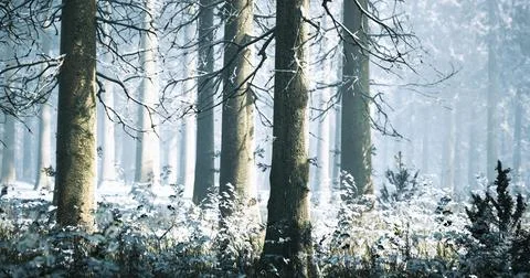 Tranquil winter forest landscape with snow covered trees and ground Stock-Illustration