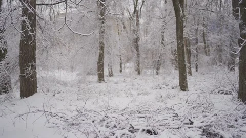 Tranquil Winter Forest Scene with Snow-Covered Trees | HLG Stock Footage 302482111