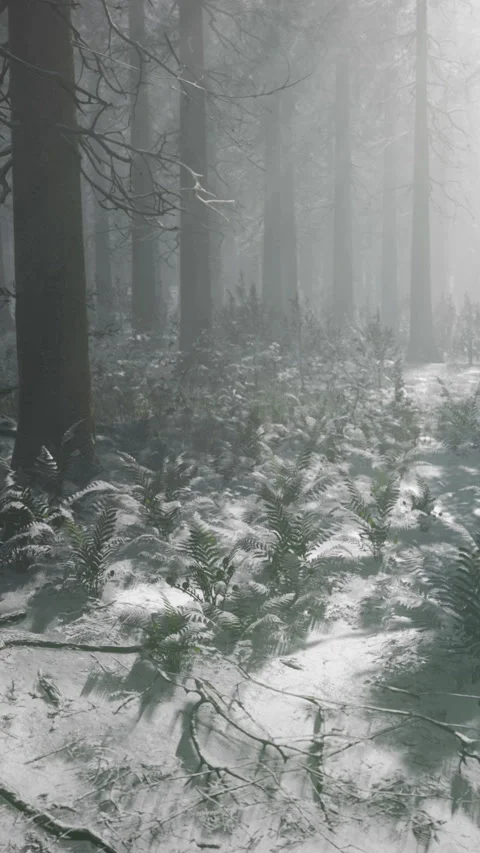 In a tranquil winter forest, soft, diffused light streams through tall trees Stock Footage 334256283