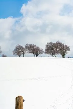 A tranquil winter landscape features a pristine layer of snow blankets the gr Fotos de archivo