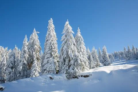 Tranquil winter landscape featuring an array of trees covered in a blanket of sn 写真素材