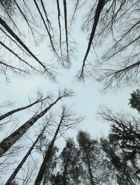 Tranquil Winter Landscape Featuring Leafless Trees And Overcast Sky From Above Stock Footage 331747750