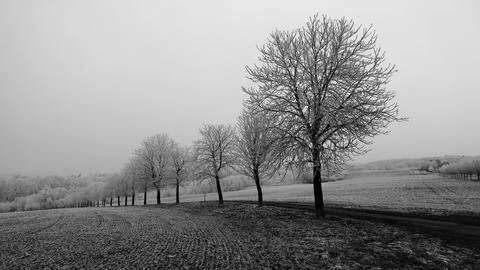 A tranquil winter landscape featuring a row of frost-covered trees lined al.. Stock Photos