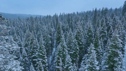 Tranquil winter landscape showcasing single tall pine among snowladen branches Stock Footage 321435173