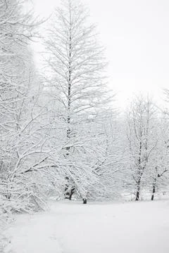 A tranquil winter scene featuring snow-covered trees and a snow-blanketed Stock Photos