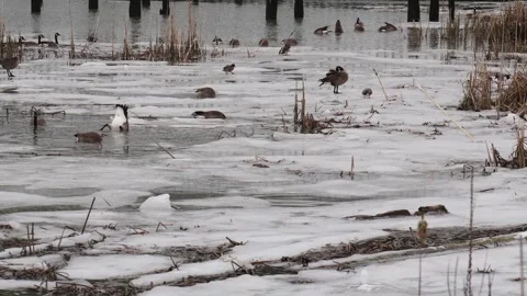 Tranquil Winter Scene with Geese on Partially Frozen Lake Stock Footage 271199717
