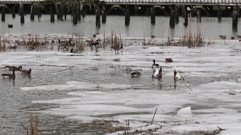 Tranquil Winter Scene with Geese on a Partially Frozen River Stock Footage 271200510
