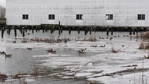 Tranquil Winter Scene with Geese on Partially Frozen Lake Stock-Footage 271200893