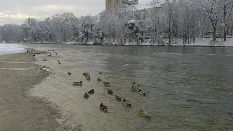 Tranquil winter scene on Isar River in Munich, Germany, featuring geese and Stock Footage 294570990