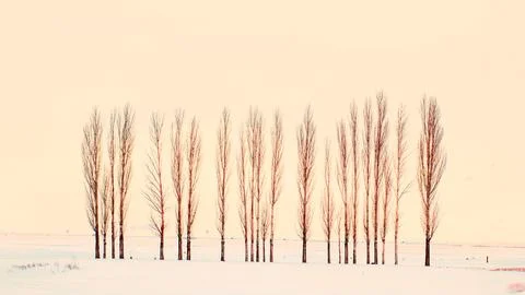 A tranquil winter scene with rows of poplar trees colored in peach feather hues. Stock Photos