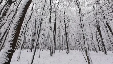 A tranquil winter scene showcases a dense forest covered in fresh snow.  Stock Footage 321841363