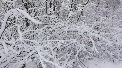 A tranquil winter scene in a snow-covered forest.  Stock Footage 321832129