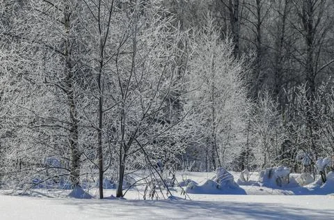Tranquil winter scene with trees covered by snow Stock Photos
