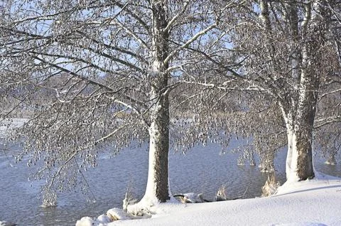 A tranquil winter scene with trees standing near a frozen or partially froz.. Stock Photos