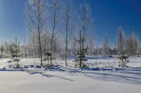 Tranquil winter scene with trees under the snow Stock Photos