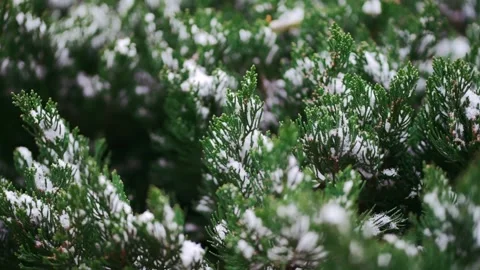 Tranquil Winter Snowfall 4K Real Footage of Snow Covered Pine Trees and Scenery Stock Footage 304316078
