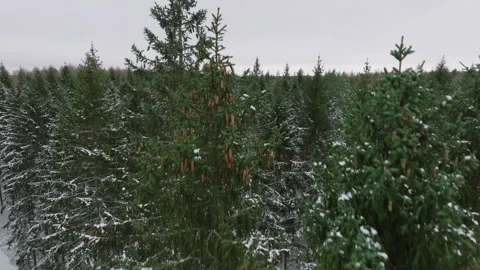 Tranquil winter spruce forest from the sky Stock Footage 293728033