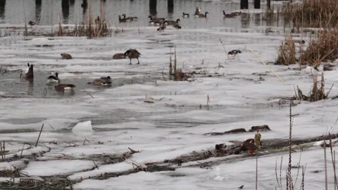 Tranquil Wintry Scene: Geese Gather on a Partially Frozen Pond Stock Footage 271198523