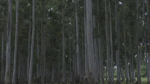 Tranquil wooded scene Stock Footage 75180477