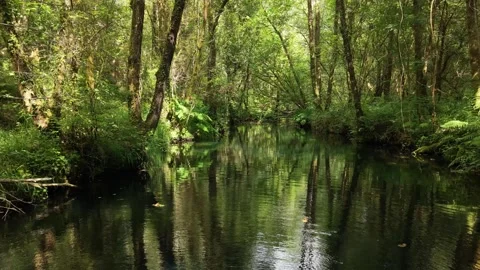 Tranquil Woodland River Through Dense Green Forest Stock Footage 342402790