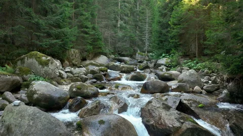 Tranquil Woodland Stream Stock Footage 252596905