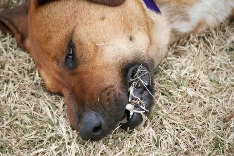 Tranquiled Dog Stock Photos