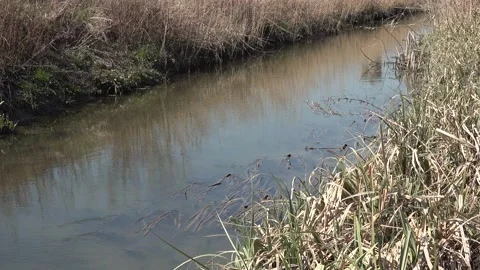 Tranquility on the banks of the brook Stock Footage 148197799