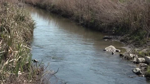 Tranquility on the banks of the small river Stock Footage 148196452