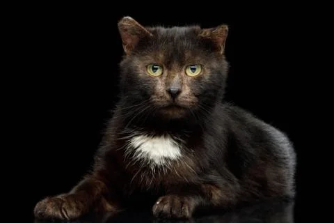 Tranquility brown cat on black background Stock Photos