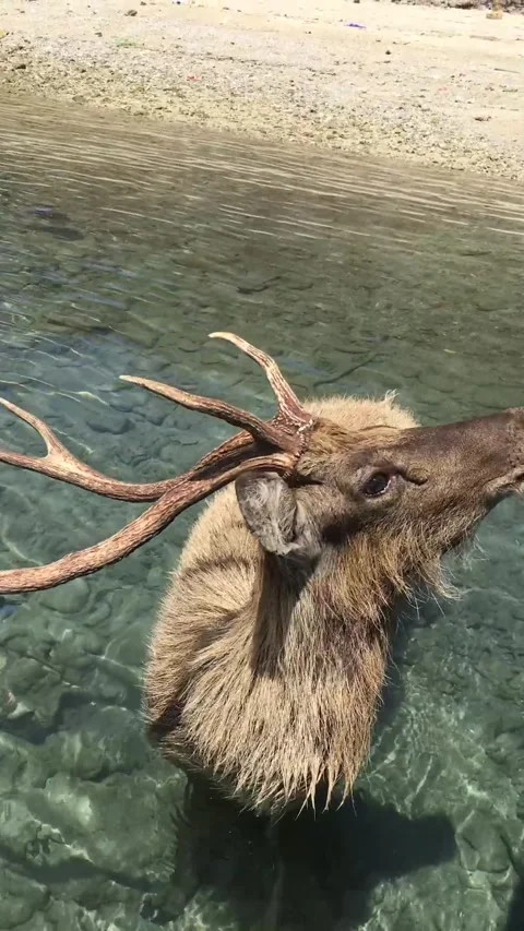 The tranquility of deer on the edge of Menjangan beach, northern Bali Stock Footage 274517260