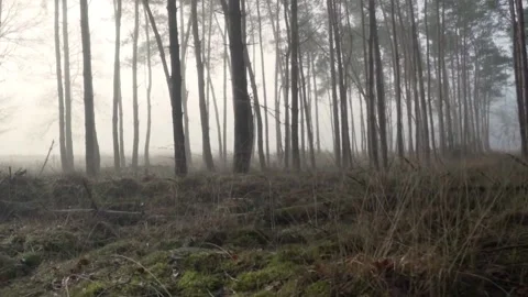 Tranquility in the forest Видео 211598159